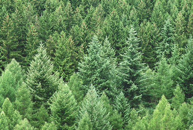 3,000㎡のブナの森が吸収するくらいのCO2を削減